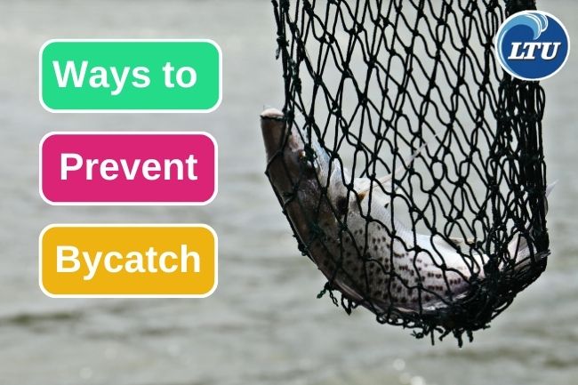 Bycatch Means And What You Can Do To Prevent It